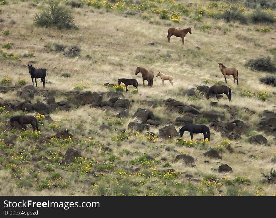 Wild horses on hillside