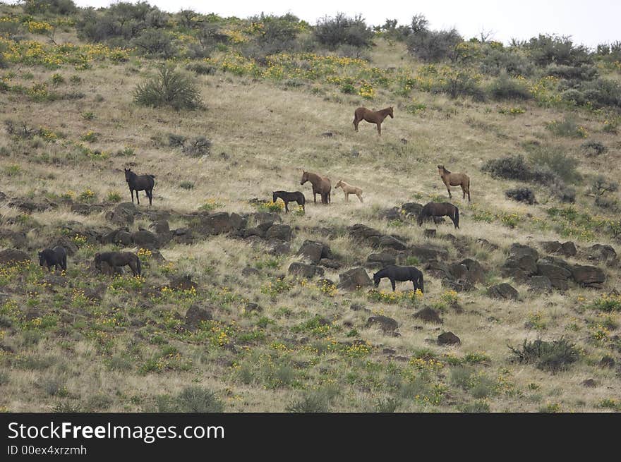 Wild horses on hillside out on the praire