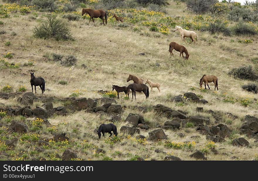 Wild horses on hillside