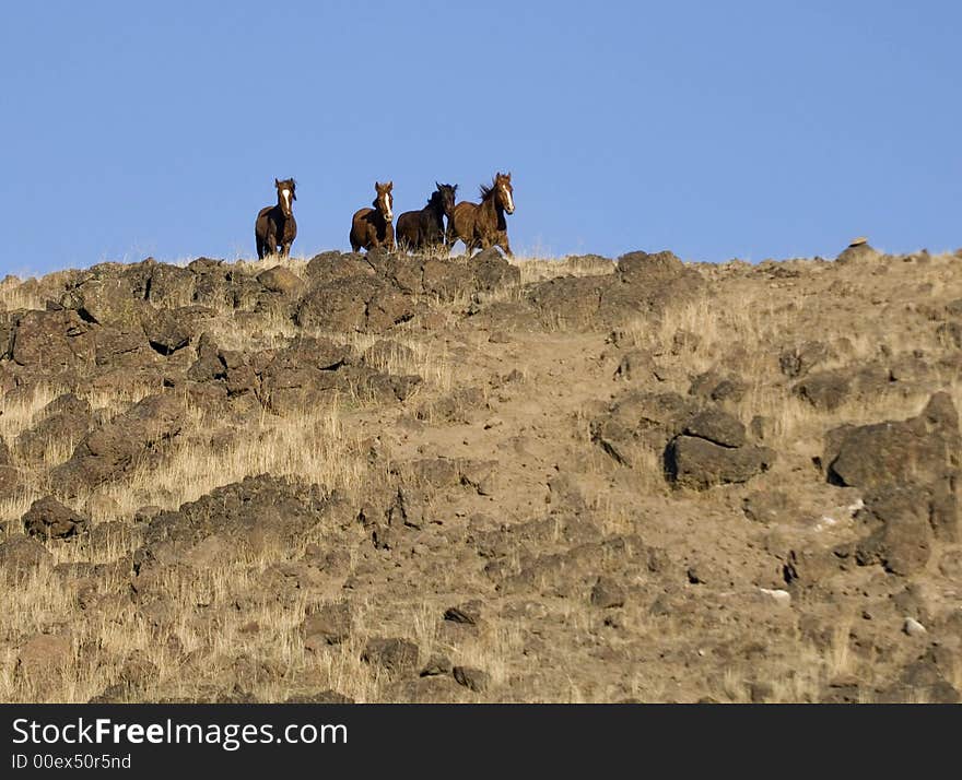 Wild horses on ridgeline and about to run down a steep embankment