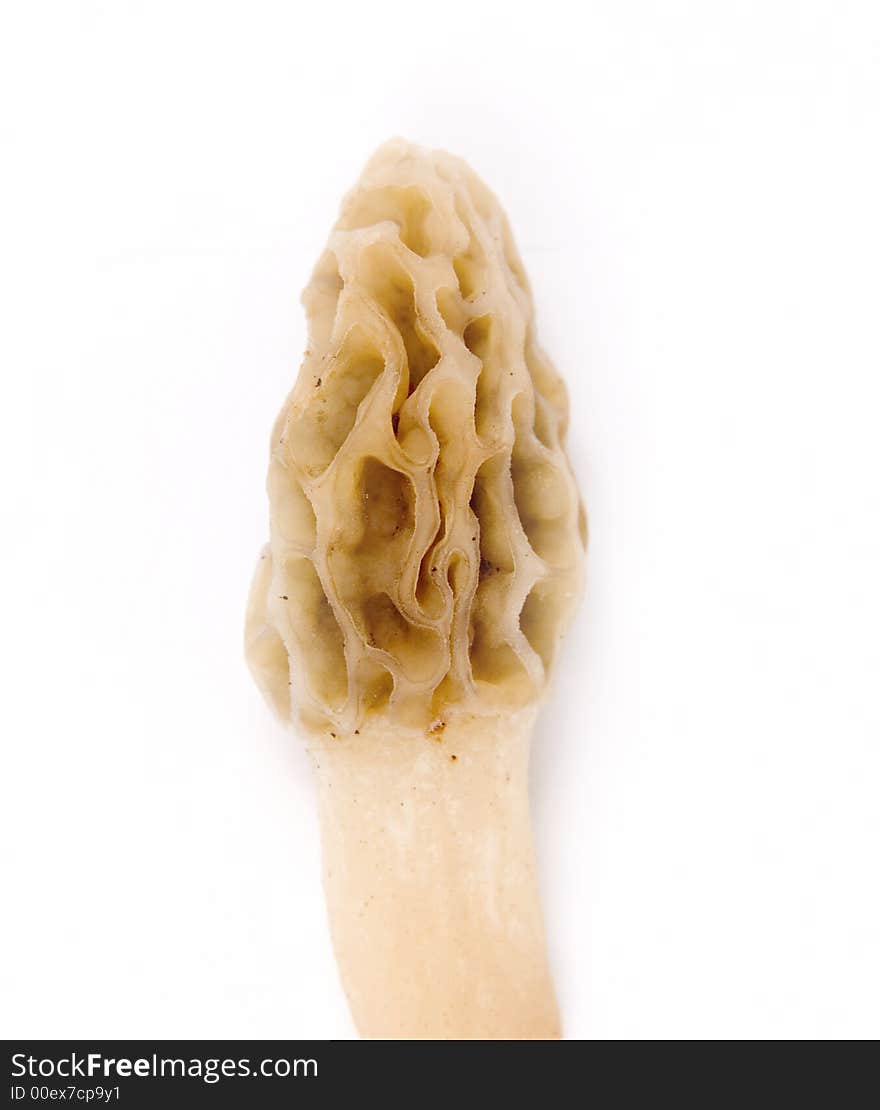 Morel Mushroom