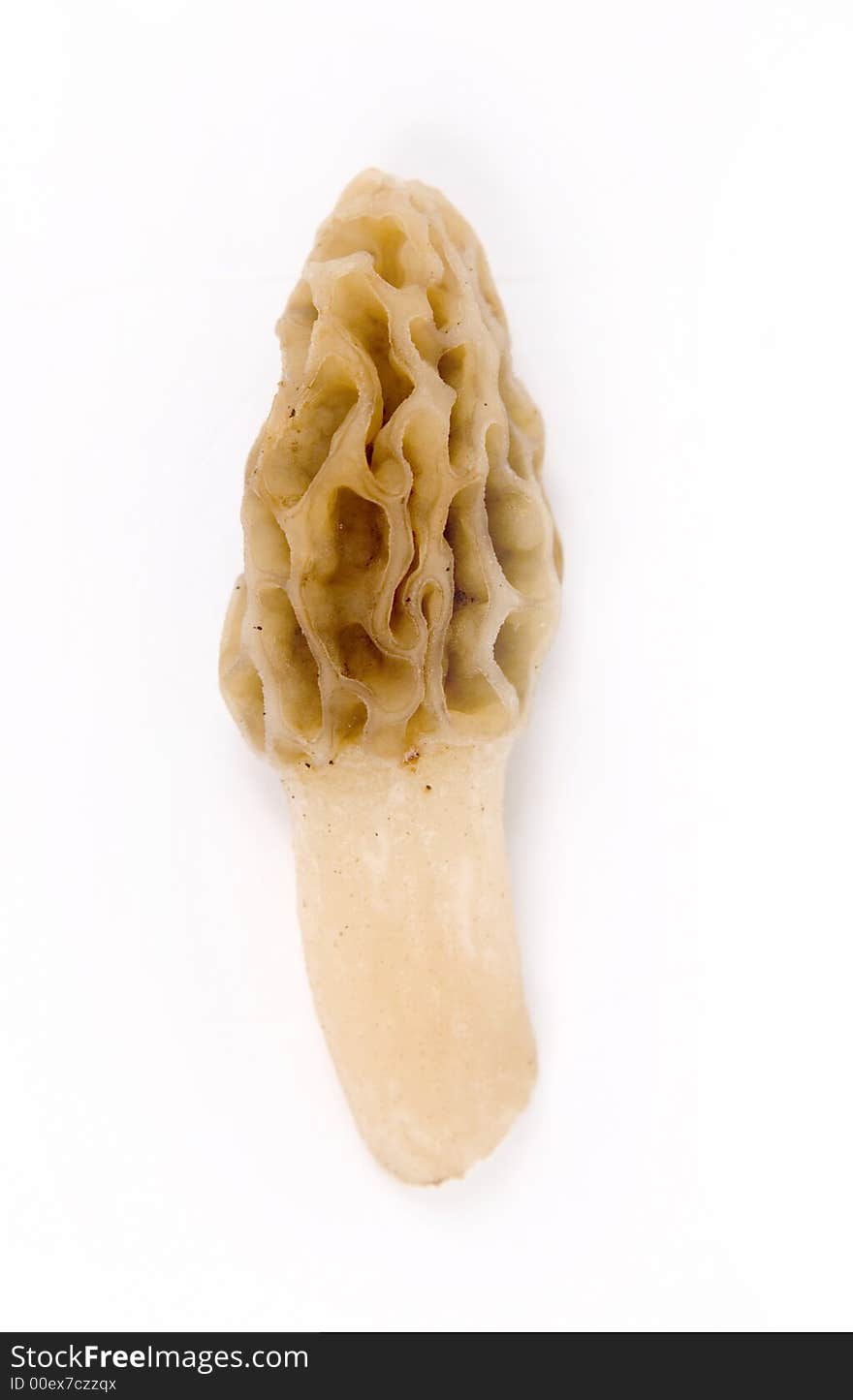 Morel mushroom