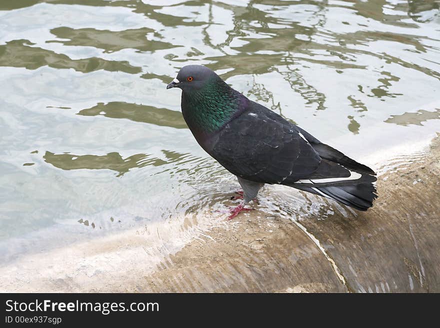 Pigeon