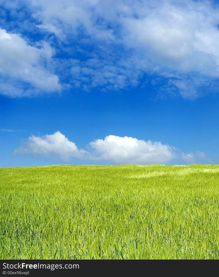 Barley field over blue sky