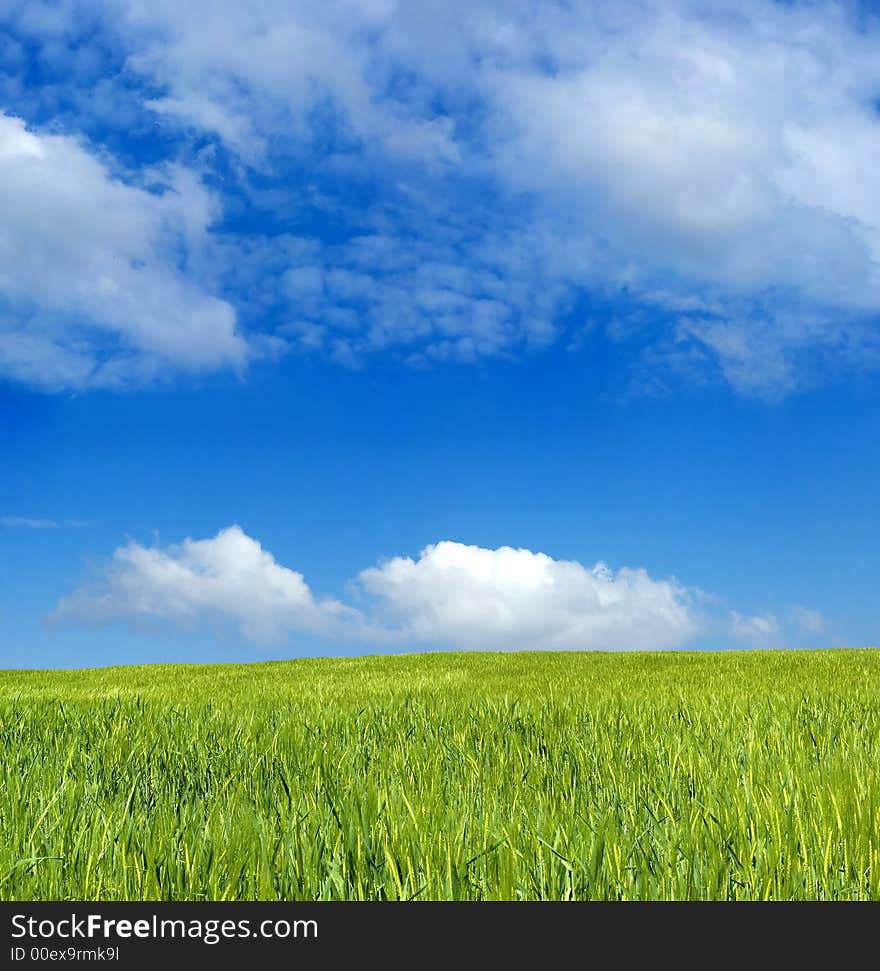 Barley Field Over Blue Sky