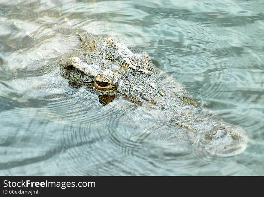 Picture of a crocodile taken in a river in the Kruger National Park in South Africa.