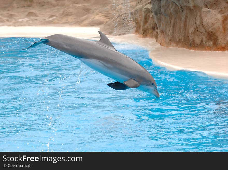 Dolphin