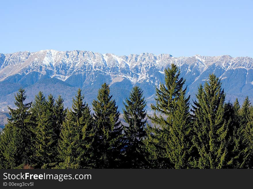 Pine trees and blue mountains. Pine trees and blue mountains