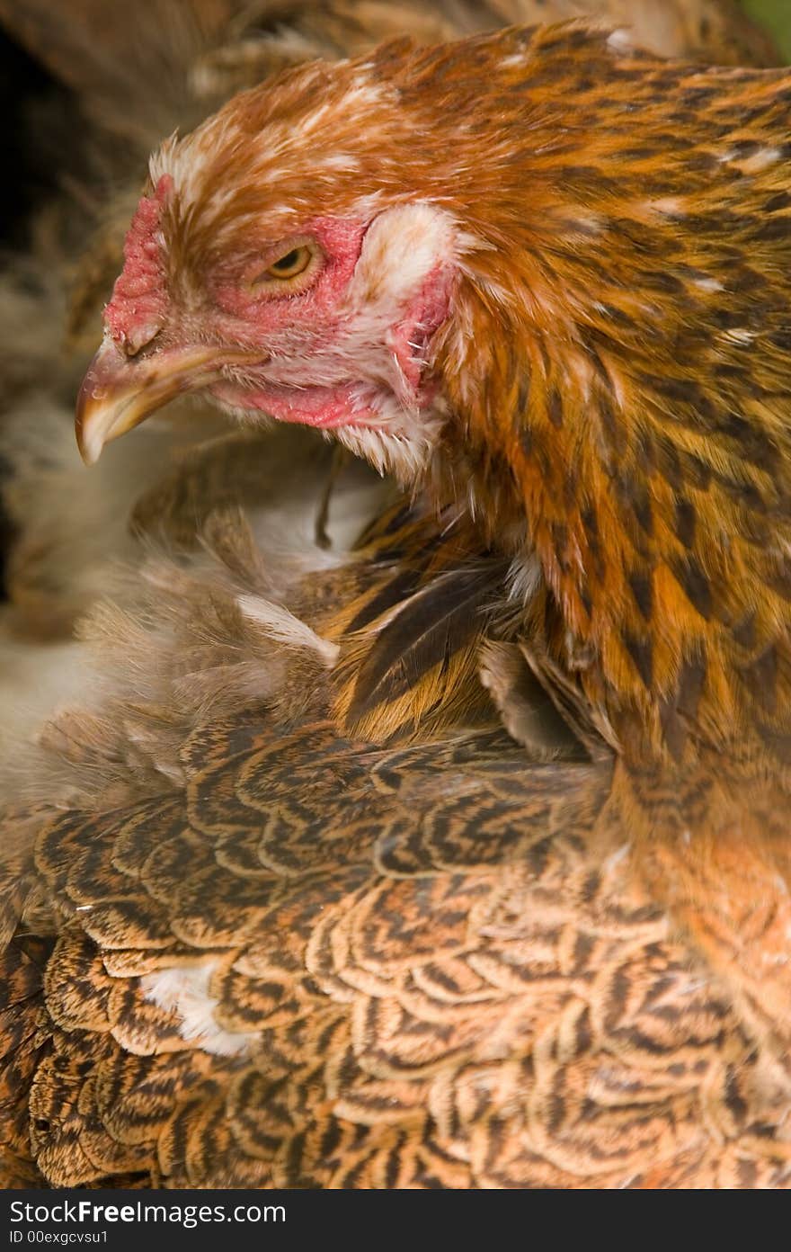 Close-up photo of red chicken hen resting in shade and posing for camera eye