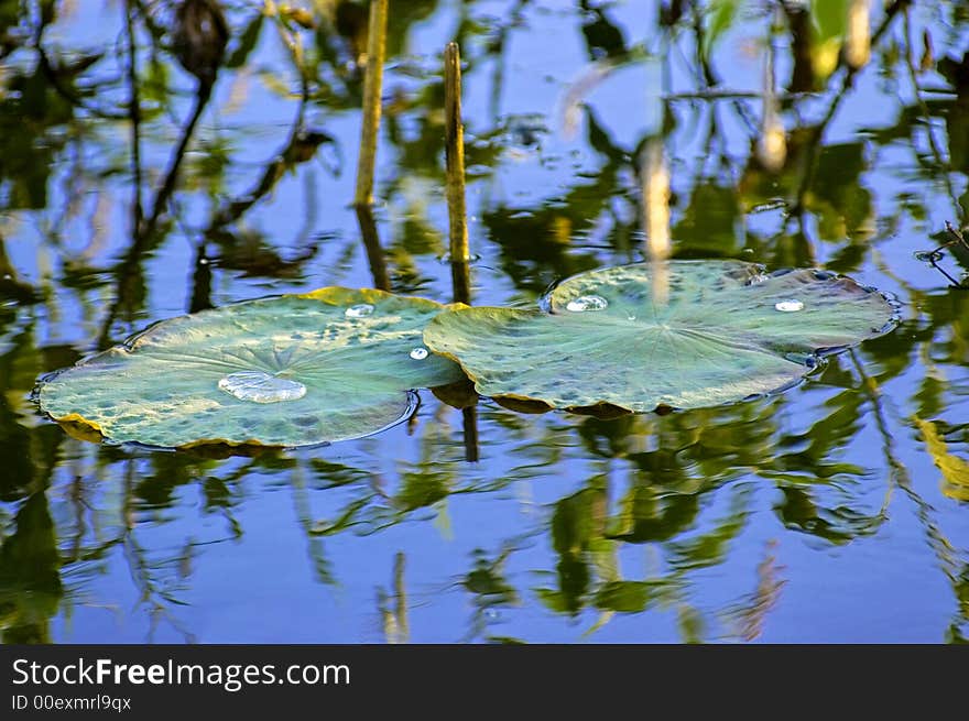 Waterlilly on still pond