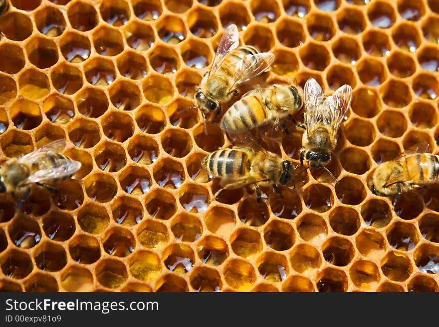 Bees On Honeycells