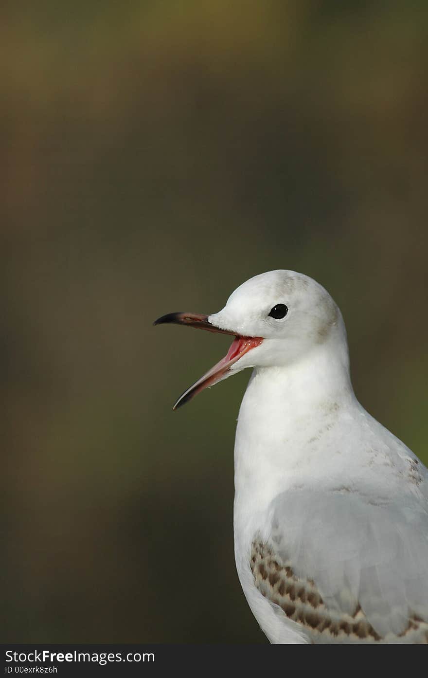 Laughing Gull