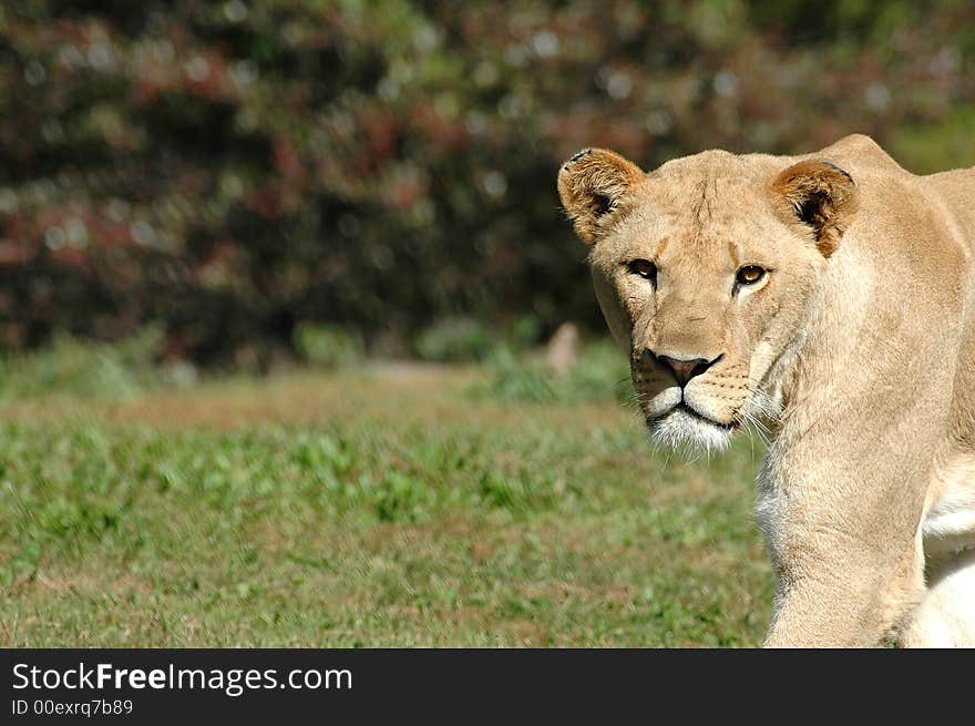 A female African lioness stares intently as she crosses an open field.