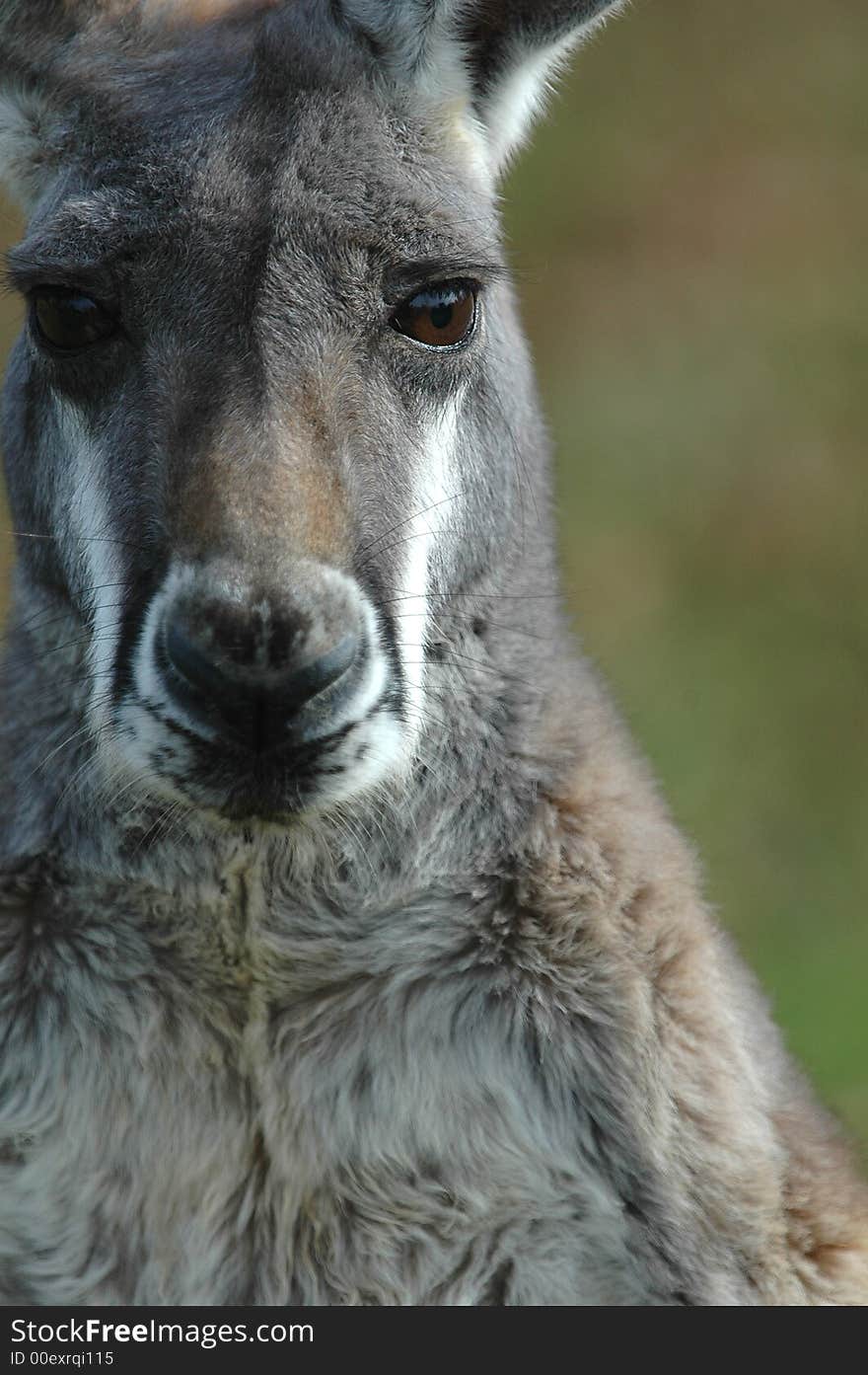 An Australian grey kangaroo stares back at the photographers lens. An Australian grey kangaroo stares back at the photographers lens.