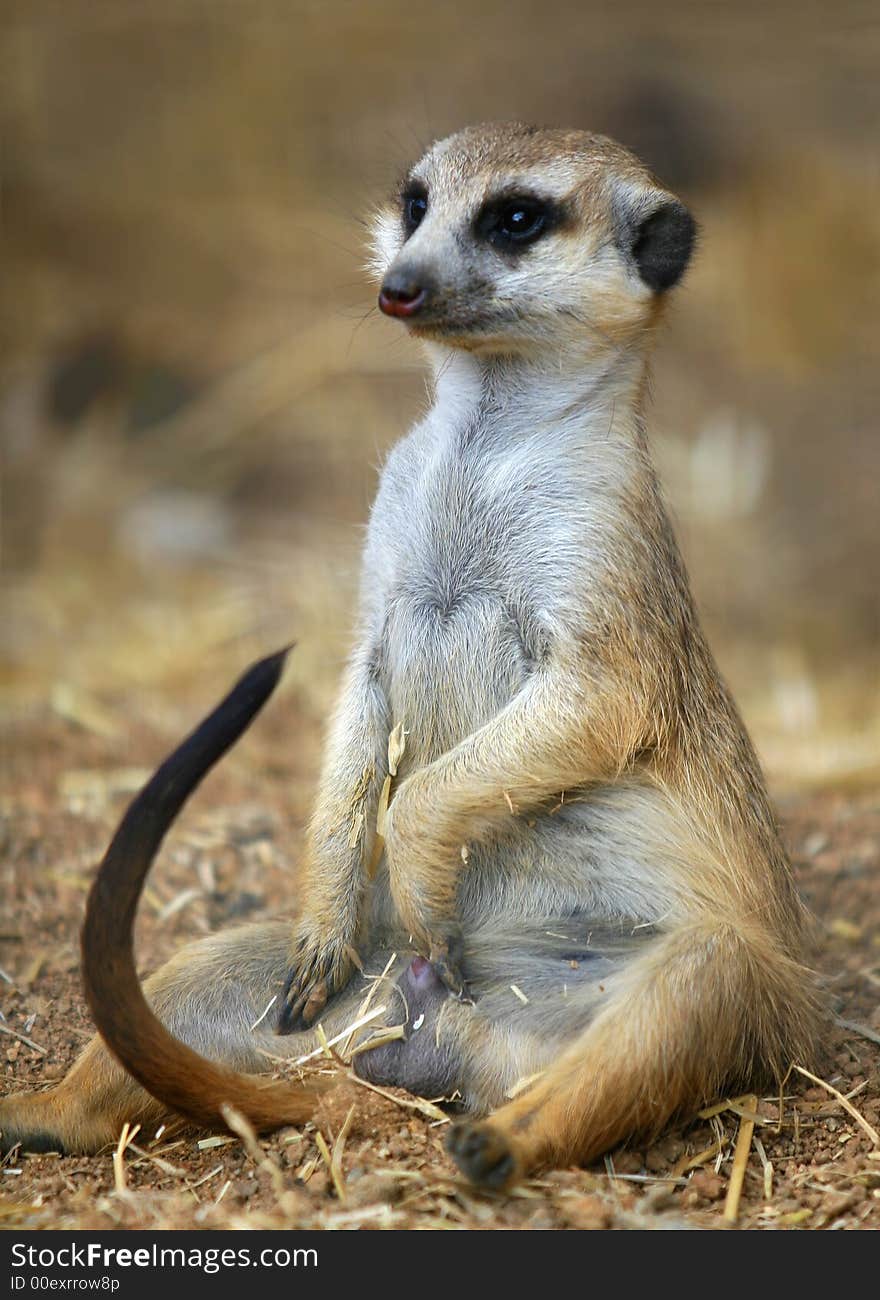 Meerkat male sitting upright, tail in the air, watching something