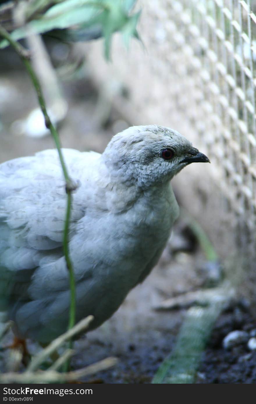 Grey quail in a cage. Grey quail in a cage