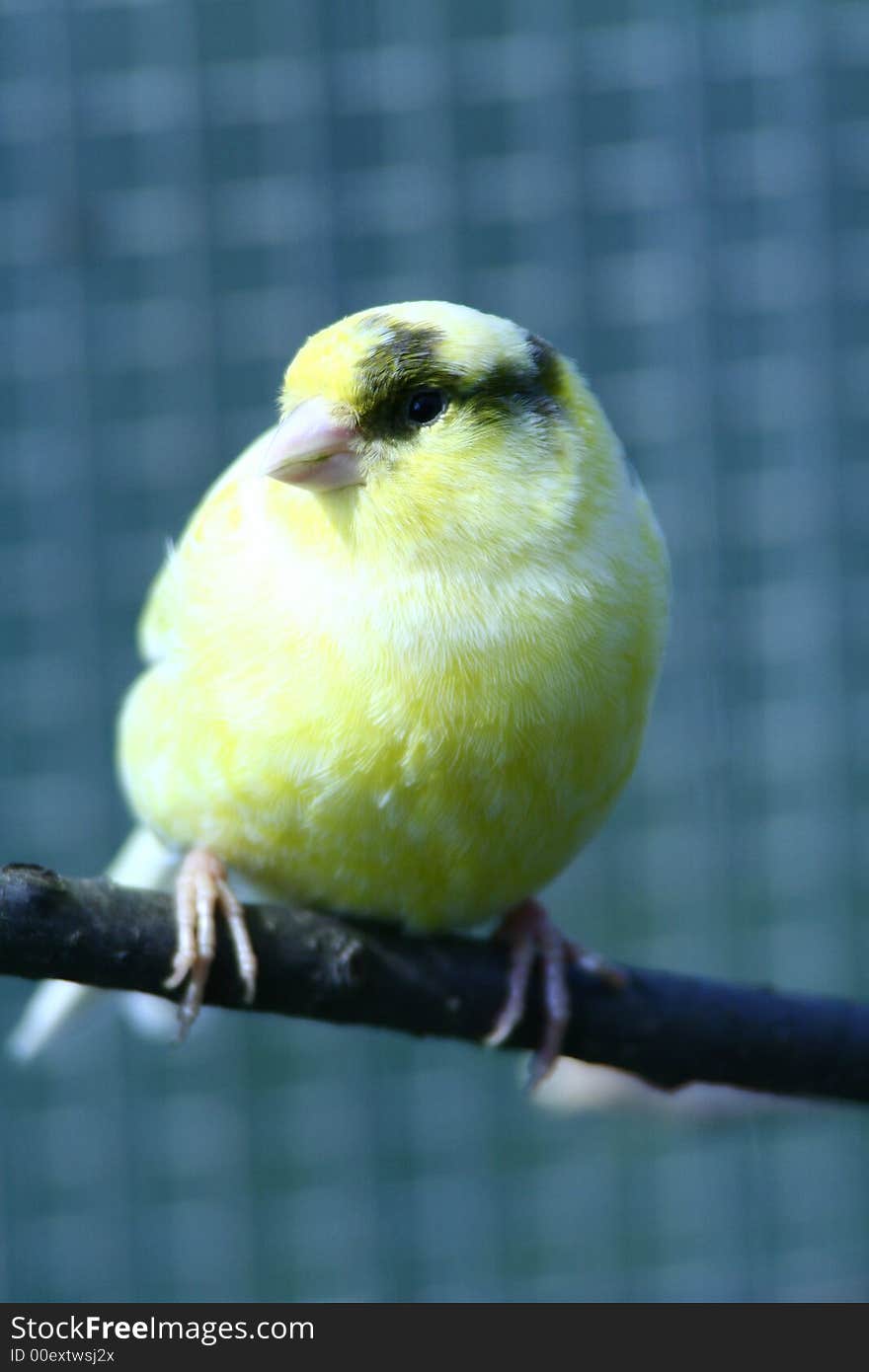 Canary sitting on a limb. Canary sitting on a limb