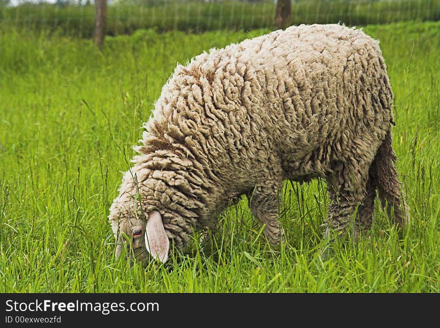 Sheep