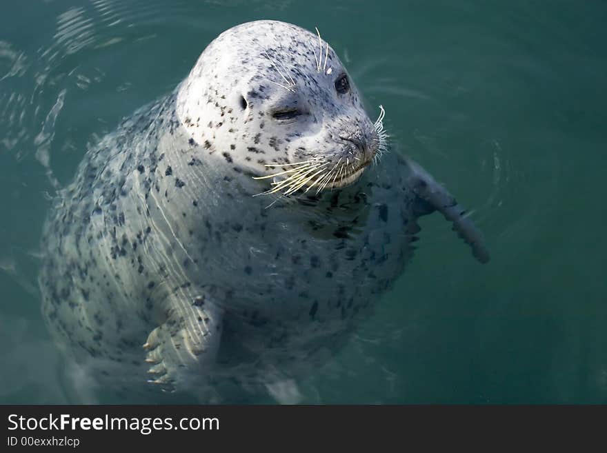 An adult seal swimming in the sea, Victoria, British Columbia. An adult seal swimming in the sea, Victoria, British Columbia