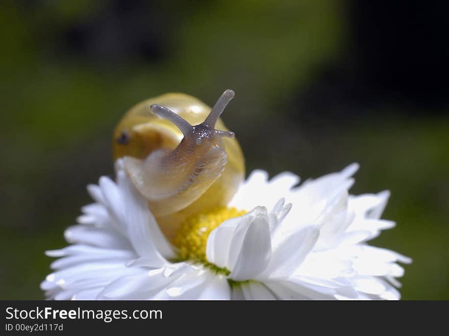 Snail on white flower