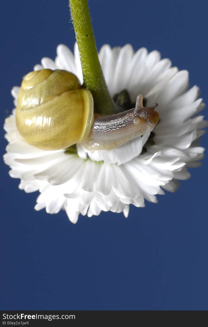 Snail on white flower