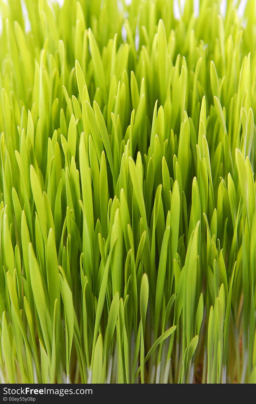 Fresh green grass close up. Fresh green grass close up