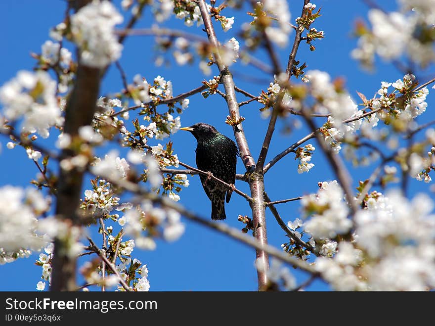 The starling in the inflorescence