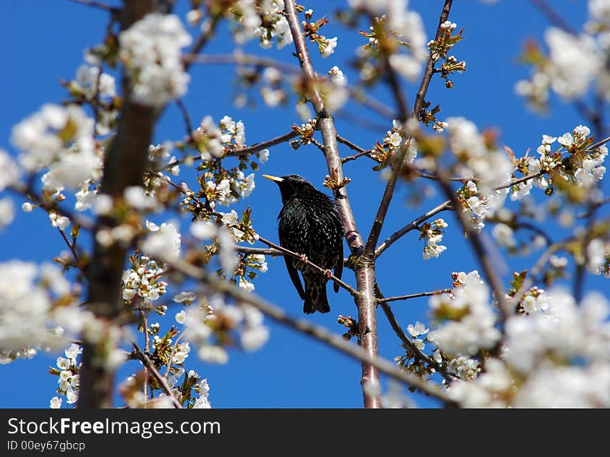 The starling in the inflorescence. The starling in the inflorescence