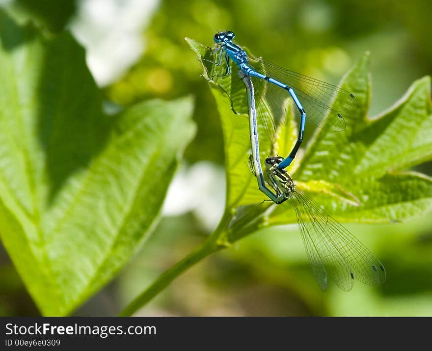 Mating Damselfly