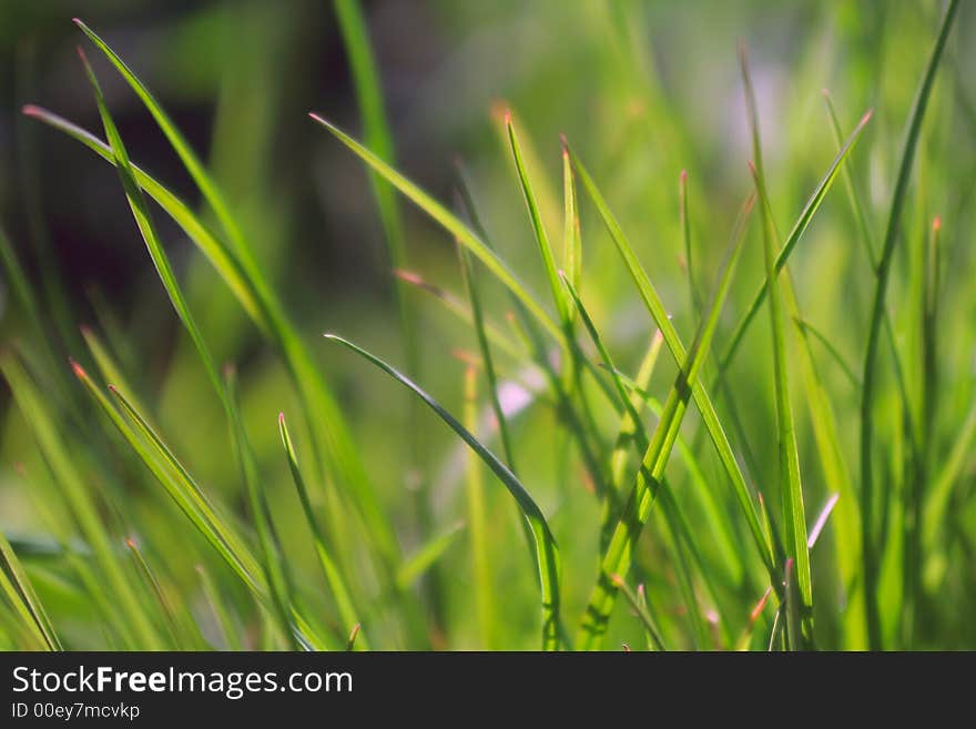 Green Grass Background