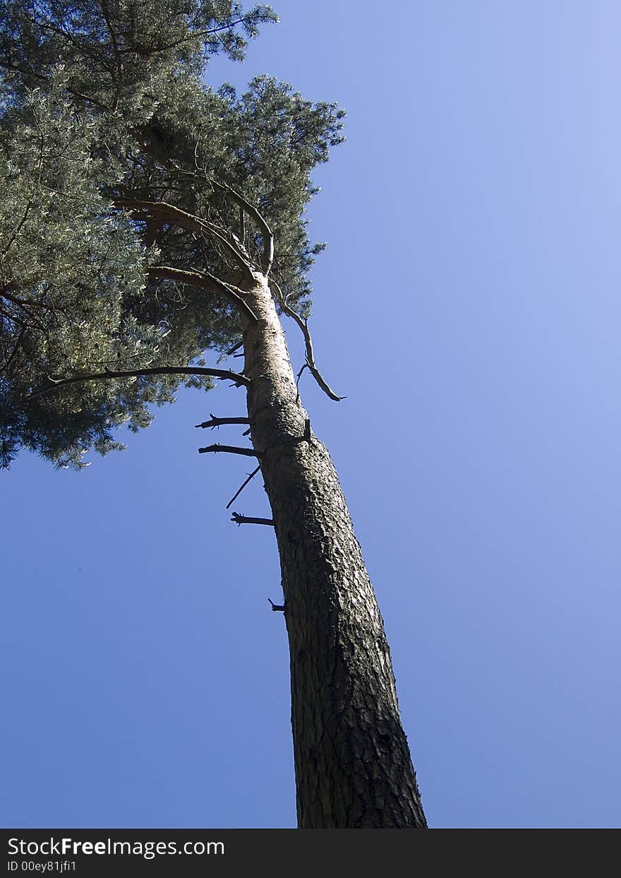 An old pine in a forest