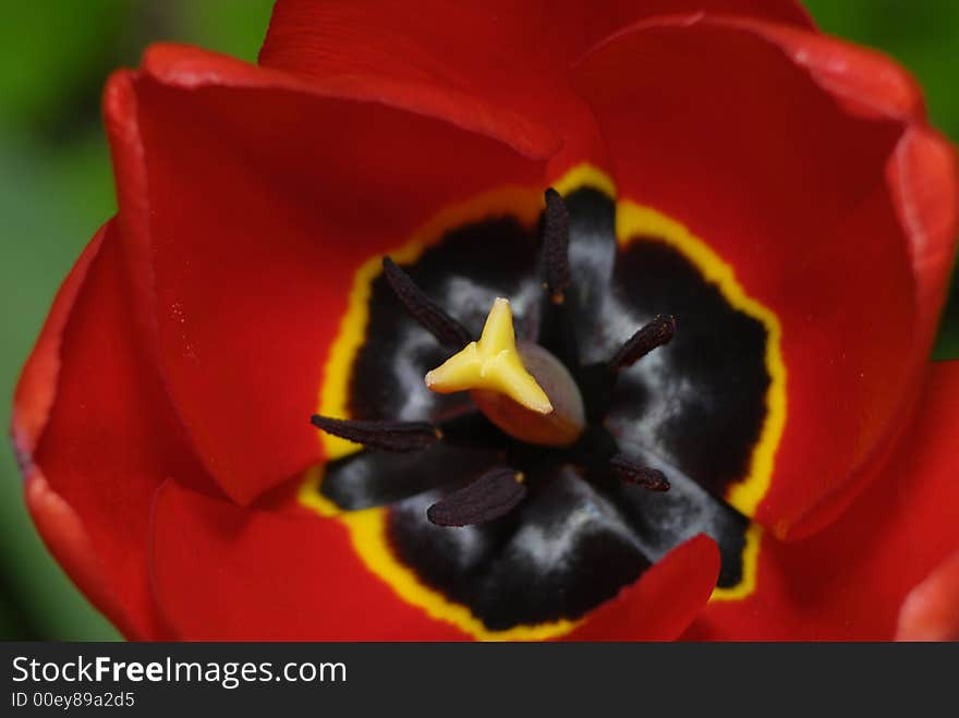 Red tulip