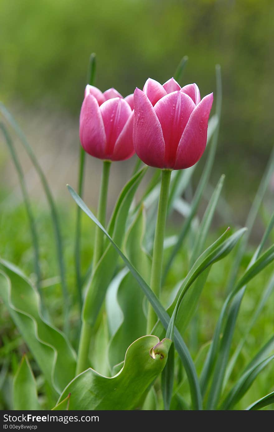 Red Tulips