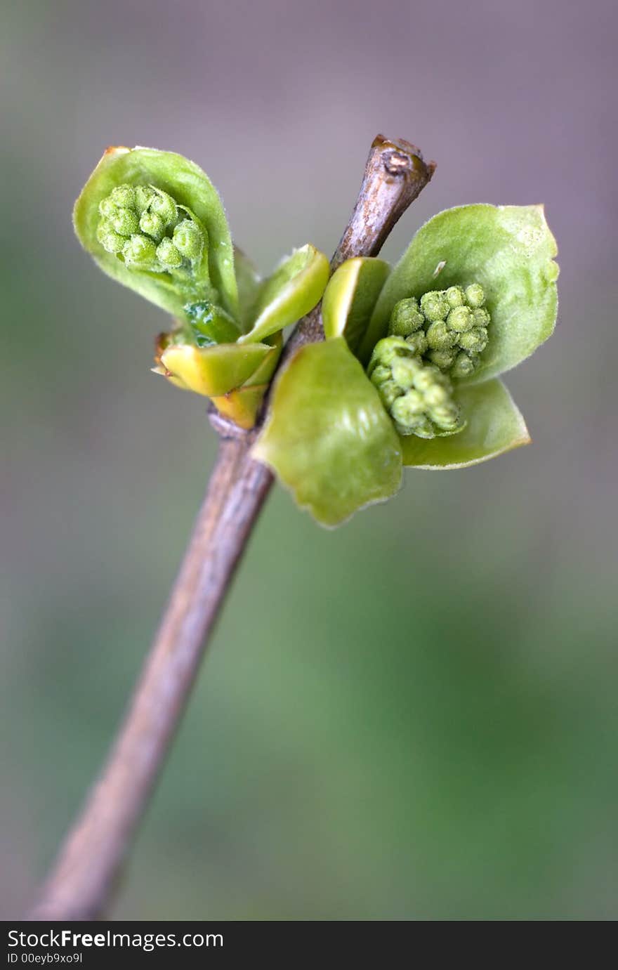 Close-up of leaf bud