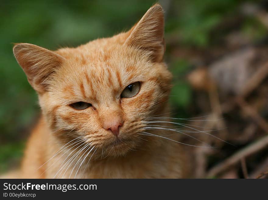 Portrait of nice red killick. Portrait of nice red killick