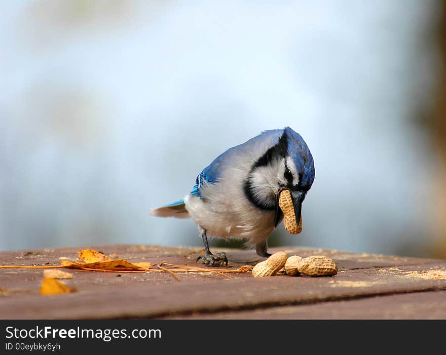 Blue jay on the picnic table eating some peanuts. Blue jay on the picnic table eating some peanuts