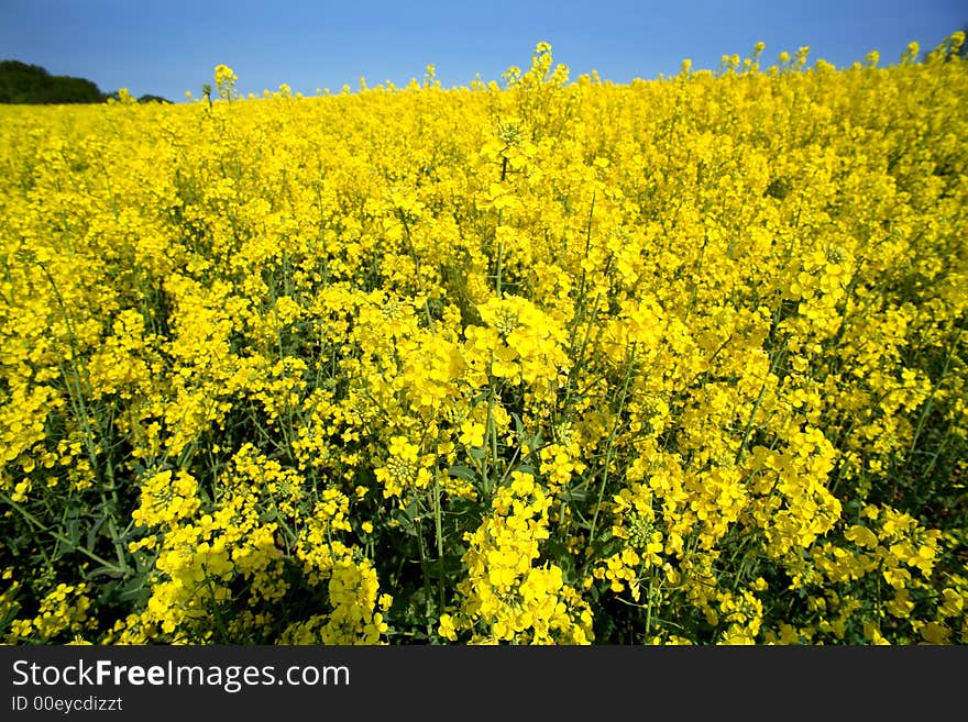 Yellow rape field english countryside