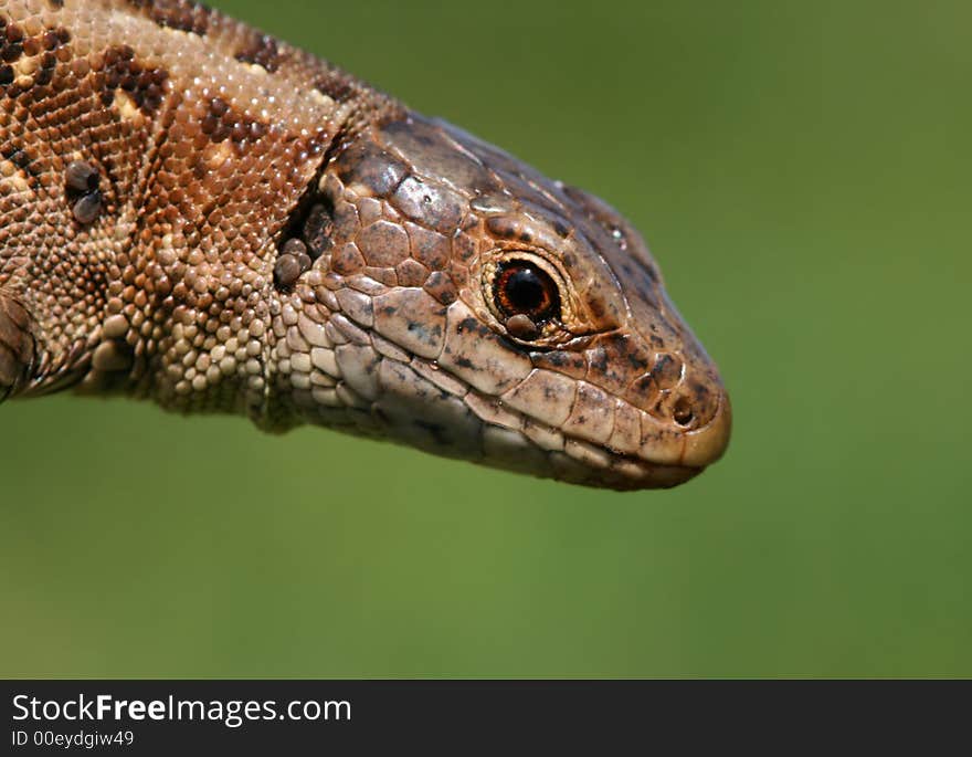 Lizard portrait