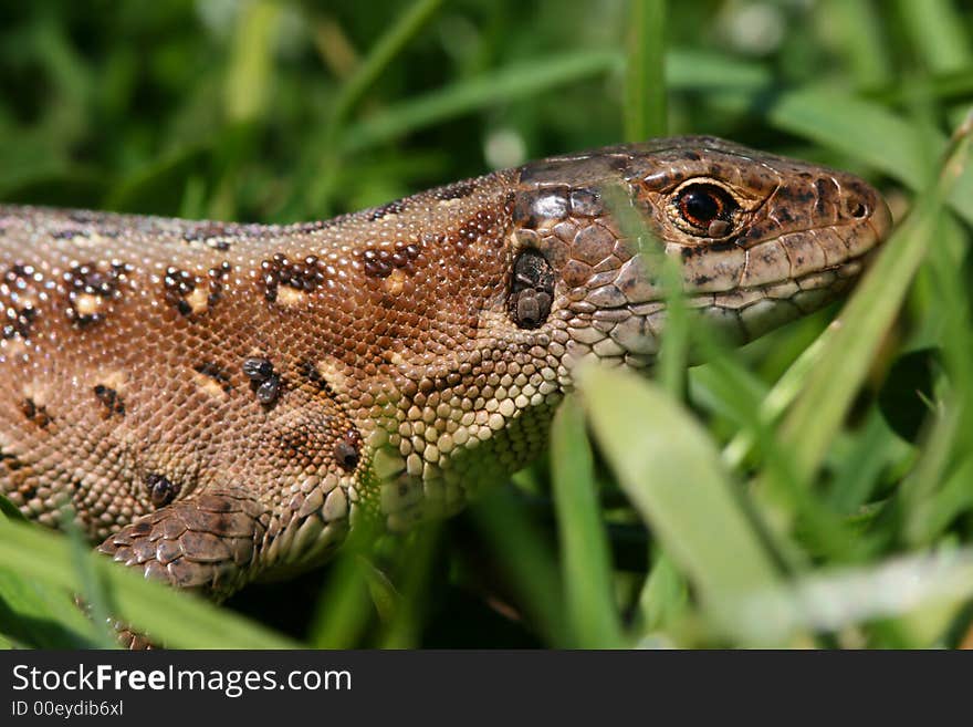 Lizard Female