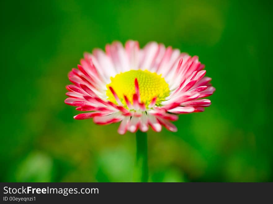 Daisy Flower