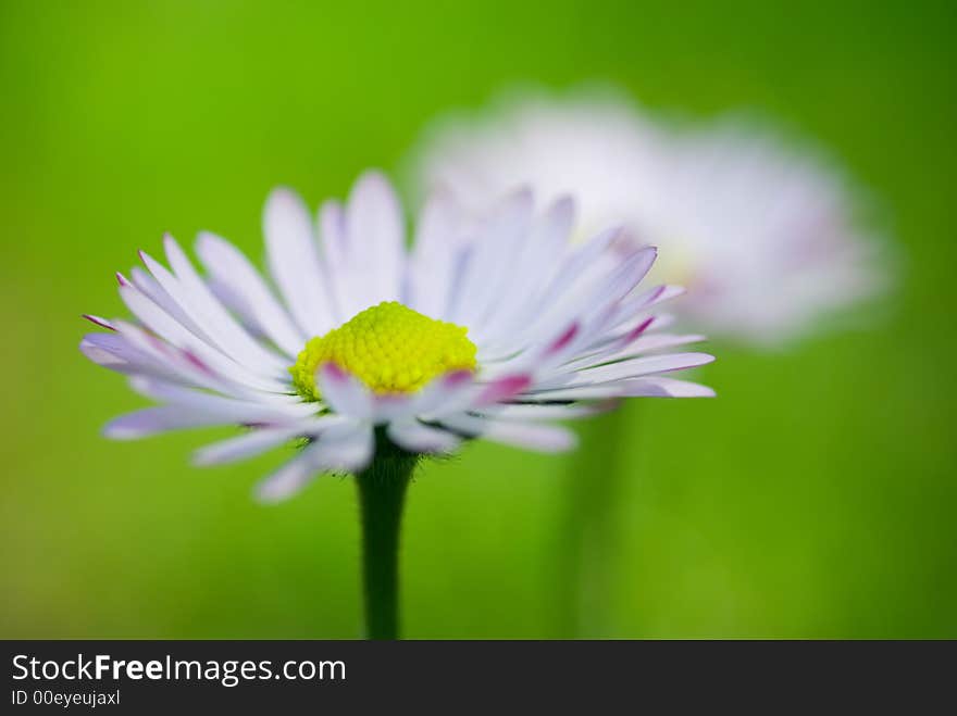 Daisy Flowers