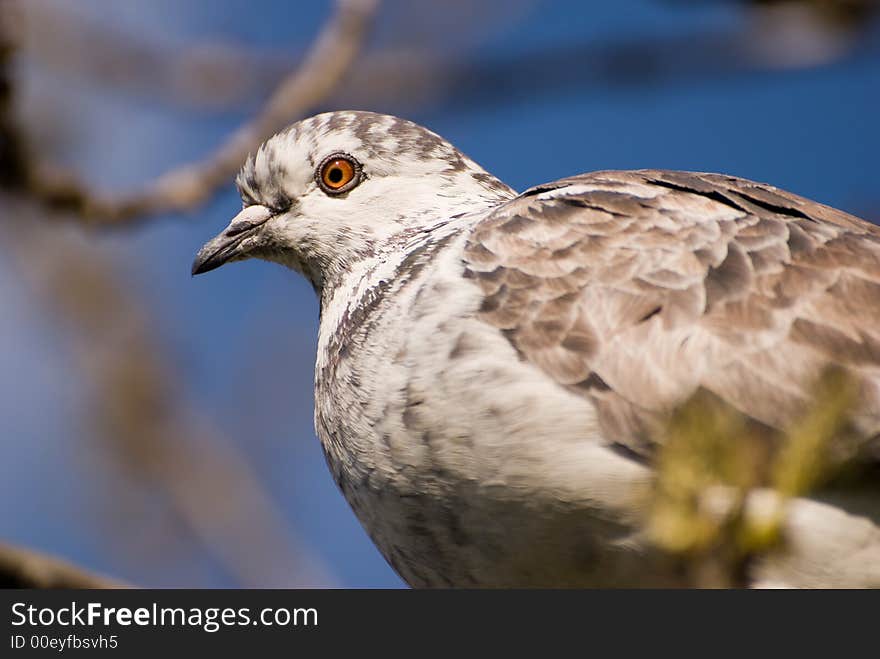 Beauty pigeon bird portrait in nature