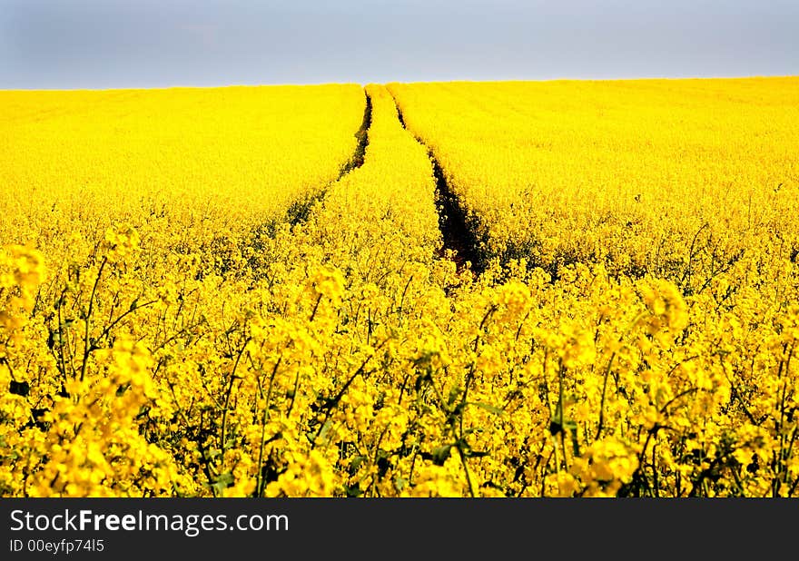 Yellow rape field english countryside