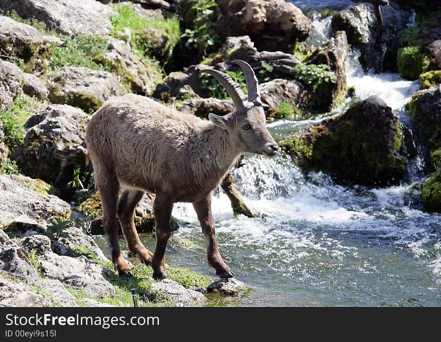 View of ibex at watering place. View of ibex at watering place