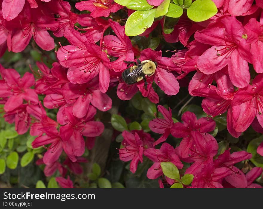 A bee gathers nectar from an Azalea bush in the springtime. A bee gathers nectar from an Azalea bush in the springtime