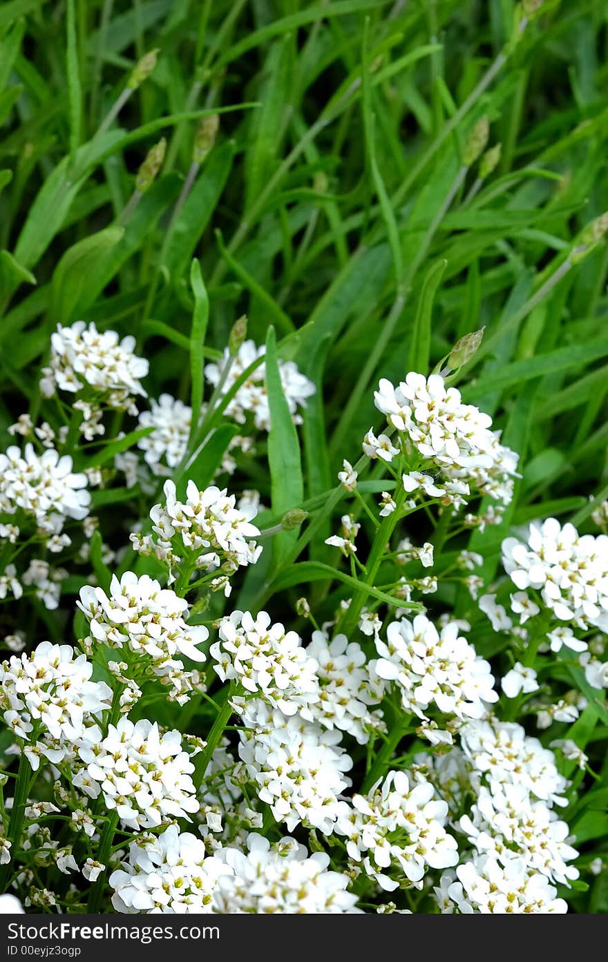 Small white flowers grass