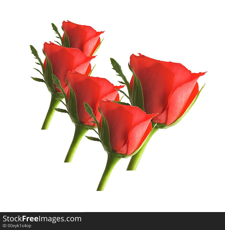 A photo of isolated red roses (room for text)