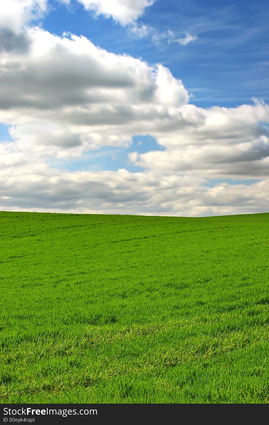 Photo of green grass with a blue sky. Photo of green grass with a blue sky