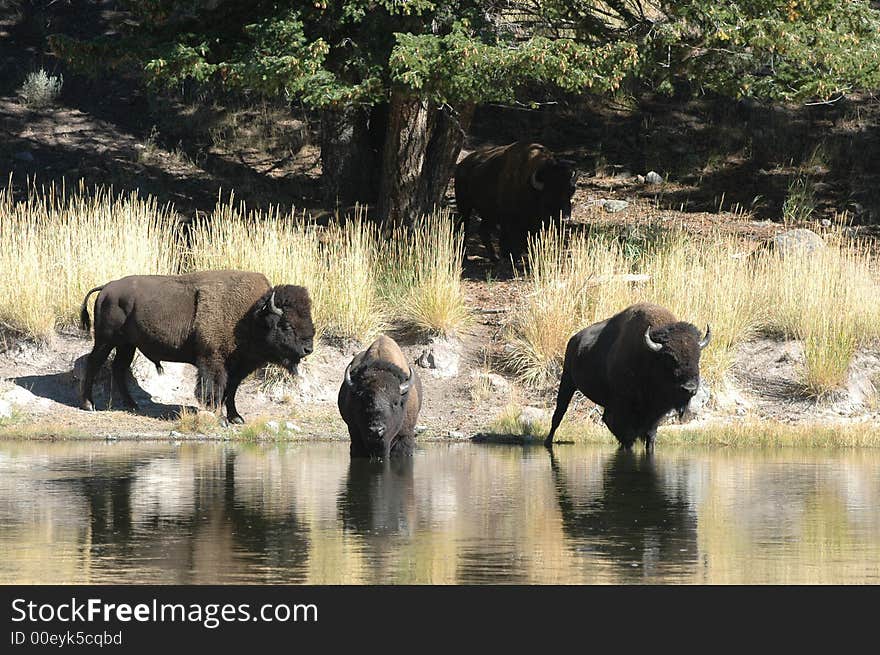 Buffalo at the stream