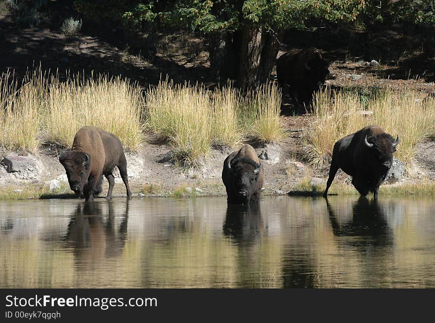 Buffalo at the stream